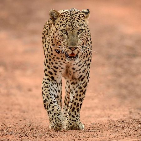 Готель Yala Shenu Safari Tours Тіссамахарама Екстер'єр фото