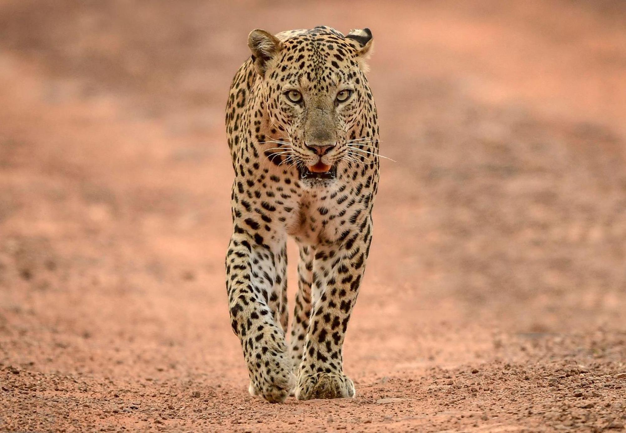 Готель Yala Shenu Safari Tours Тіссамахарама Екстер'єр фото